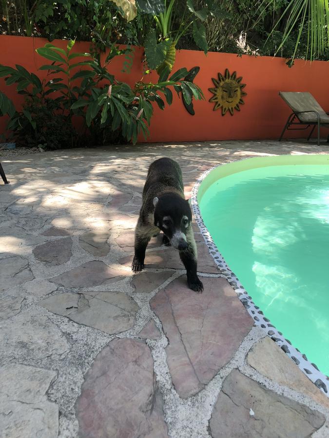 Hotel El Pequeno Gecko Verde Samara Bagian luar foto